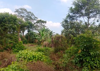 Lahan HGU di Telantarkan, Manager PTPN III Kebun Ambalutu Bungkam