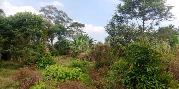 Lahan HGU di Telantarkan, Manager PTPN III Kebun Ambalutu Bungkam