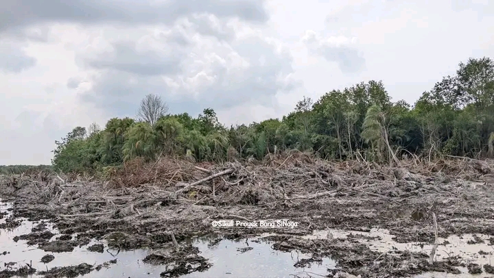 Camat Medang Deras Perintahkan Hentikan Pembabatan Hutan
