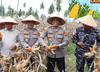 Polres Tanjungbalai Panen Raya Jagung, Hasilnya 6 Ton