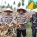 Polres Tanjungbalai Panen Raya Jagung, Hasilnya 6 Ton